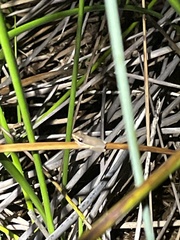 Litoria olongburensis