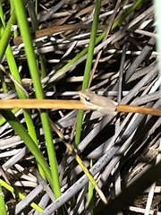Litoria olongburensis