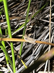 Litoria olongburensis