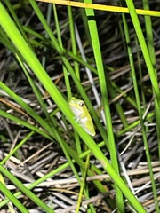Litoria cooloolensis