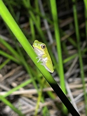 Litoria cooloolensis