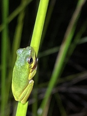 Litoria cooloolensis