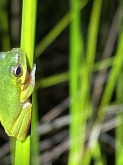 Litoria cooloolensis