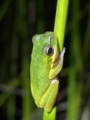 Litoria cooloolensis