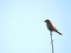 Lanius isabellinus