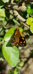 Metisella metis metis