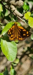 Metisella metis metis