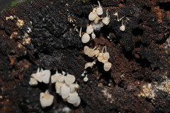 Physalacria australiensis