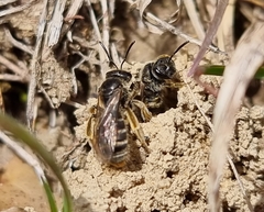 Lasioglossum marginatum