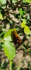 Metisella metis metis
