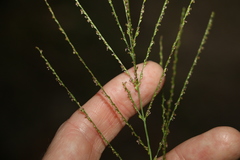 Digitaria parviflora
