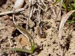 Lasioglossum marginatum