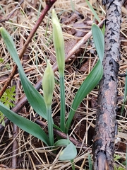 Narcissus