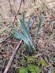 Narcissus