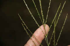 Digitaria parviflora