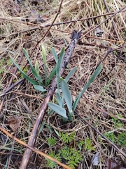 Narcissus