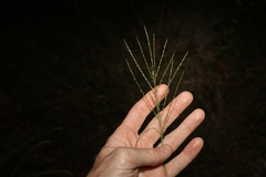 Digitaria parviflora