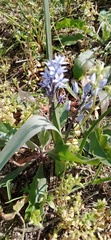 Scilla verna