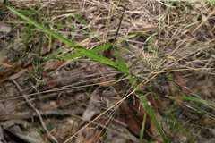Digitaria parviflora