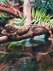 Shinisaurus crocodilurus