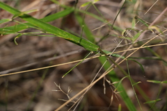 Digitaria parviflora