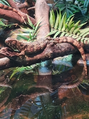 Shinisaurus crocodilurus