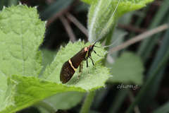 Nemophora aurifera
