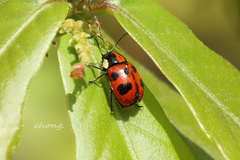 Cryptocephalus multiplex