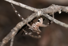 Neosparassus salacius