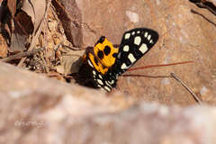 Chelonomorpha japana