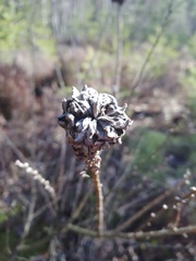 Chamaecytisus ruthenicus
