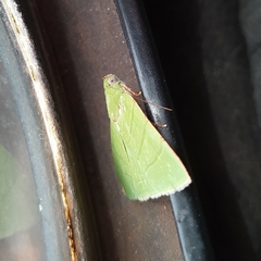 Eulepidotis croceipars