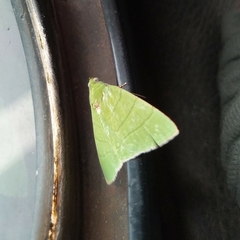 Eulepidotis croceipars