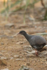 Crypturellus parvirostris