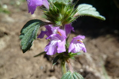 Galeopsis pyrenaica