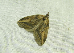 Chesias isabella