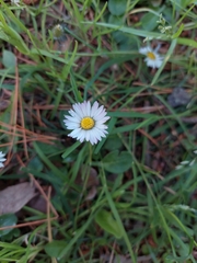 Bellis perennis