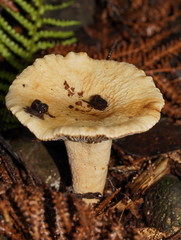 Lactifluus clarkeae