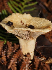 Lactifluus clarkeae
