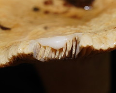 Lactifluus clarkeae
