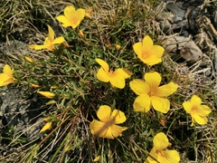 Linum campanulatum