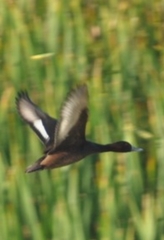 Netta erythrophthalma