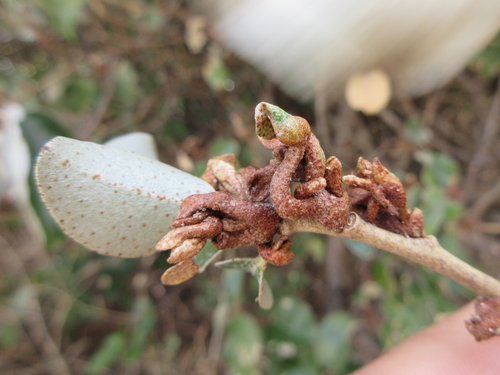 Elaeagnus macrophylla iNat (2)