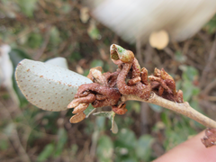 Elaeagnus macrophylla
