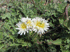 Taraxacum coreanum