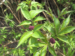 Sambucus williamsii