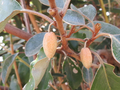 Elaeagnus macrophylla