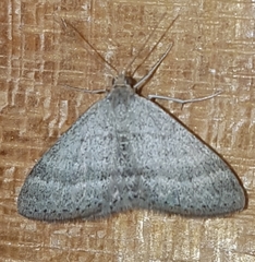 Scopula lydia