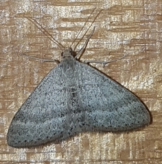 Scopula lydia