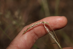 Bothriochloa decipiens